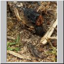 Oiceoptoma thoracica - Rothalsige Silphe 04 13mm.jpg